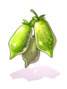 Ilustração de Fruto de Nepeta