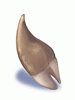 Ilustração de Dente de Ogro