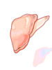 Ilustração de Carne de Ostra