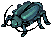 Male Thief Bug